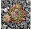 Sempervivum LAVONN