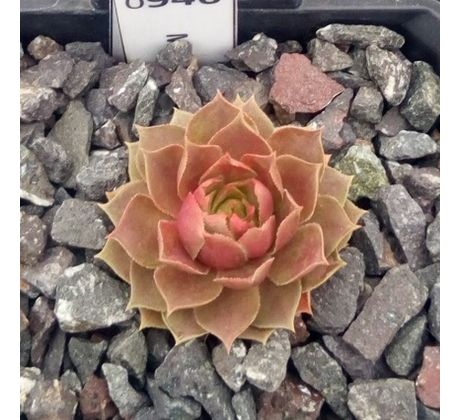 Sempervivum MAßLIEBCHEN