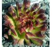 Sempervivum ODDITY