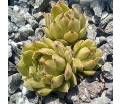 Sempervivum GRISU