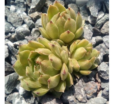 Sempervivum GRISU