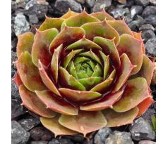 Sempervivum PARICUTIN