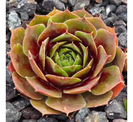 Sempervivum PARICUTIN