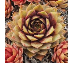 Sempervivum YOLANDA