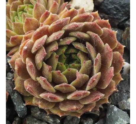 Sempervivum ZORBA