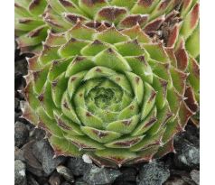 Sempervivum CANTABRICUM EX CABALLO