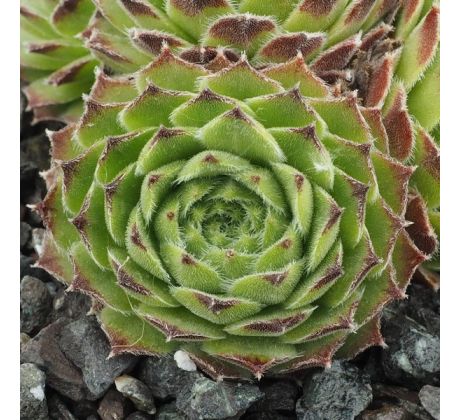 Sempervivum CANTABRICUM EX CABALLO