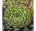 Sempervivum CANTABRICUM EX CABALLO