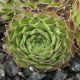 Sempervivum CANTABRICUM EX CABALLO