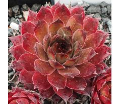 Sempervivum CASA