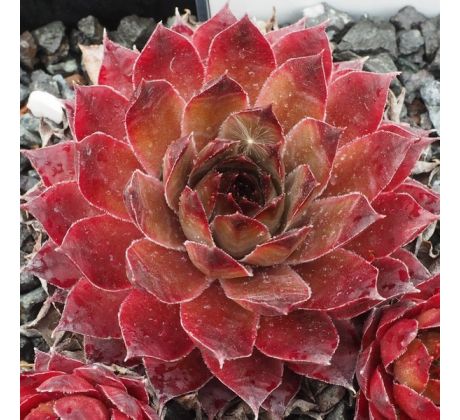 Sempervivum CASA