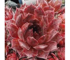 Sempervivum BROWN OWL