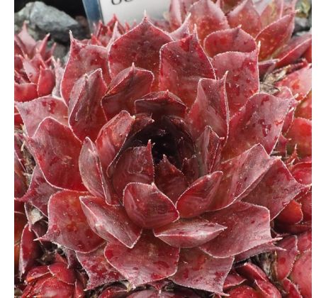 Sempervivum BROWN OWL