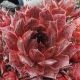 Sempervivum BROWN OWL