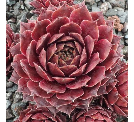 Sempervivum MULBERRY WINE