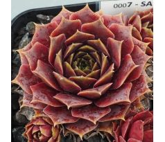 Sempervivum SANTINO