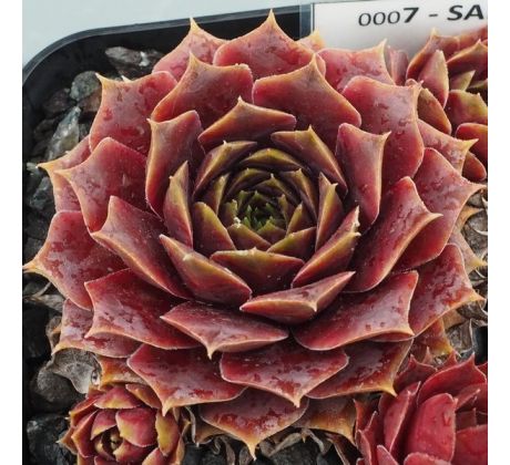 Sempervivum SANTINO