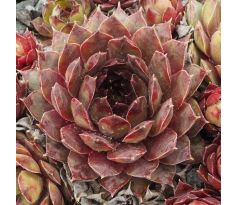 Sempervivum COLD AS ICE