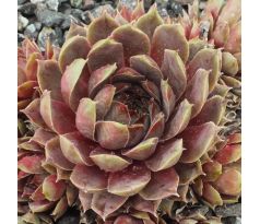 Sempervivum UTOPIAN