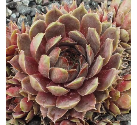 Sempervivum UTOPIAN