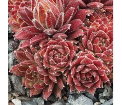 Sempervivum HAVENDIJKS CRIMSON