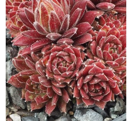 Sempervivum HAVENDIJKS CRIMSON