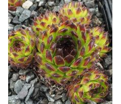 Sempervivum SPICE