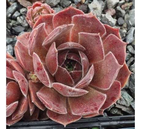 Sempervivum DOWNLAND QUEEN