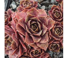 Sempervivum BOKKENRIJDERS