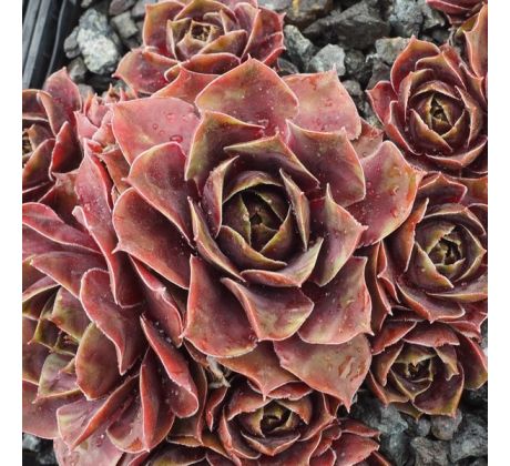 Sempervivum BOKKENRIJDERS