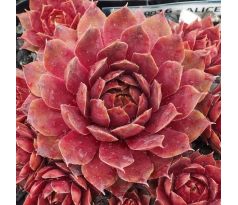 Sempervivum ALICE