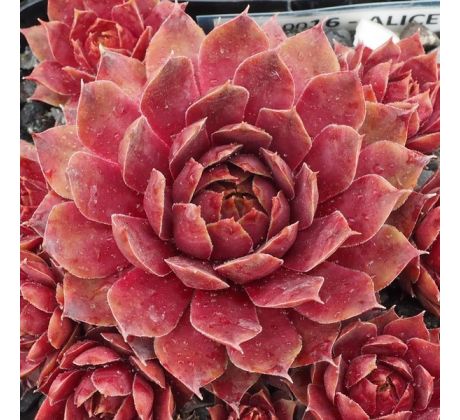 Sempervivum ALICE