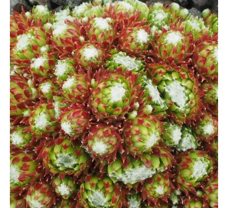 Sempervivum ARACHNOIDEUM PURPUREUM