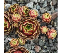 Sempervivum RUPICOLUM