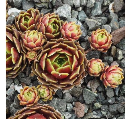 Sempervivum RUPICOLUM