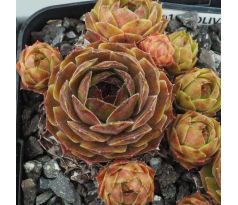 Sempervivum OLIVETTE