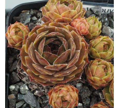 Sempervivum OLIVETTE