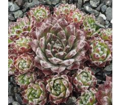 Sempervivum SILVER JUBILEE