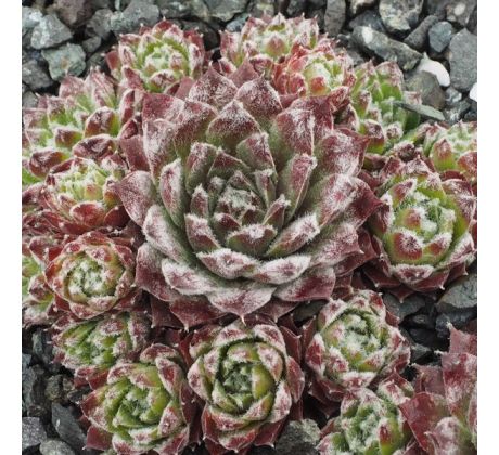 Sempervivum SILVER JUBILEE