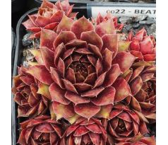 Sempervivum BEATLES MEMORY