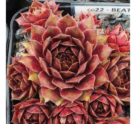 Sempervivum BEATLES MEMORY