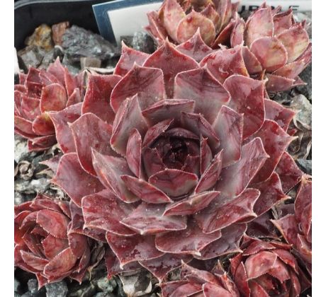 Sempervivum PURPLE VIOLET