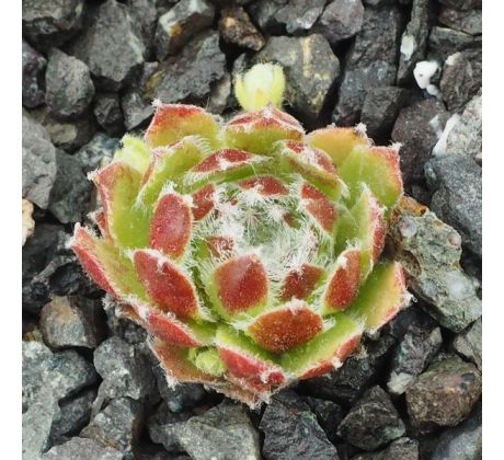 Sempervivum SKROCKI`S BEAUTY