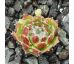 Sempervivum SKROCKI`S BEAUTY