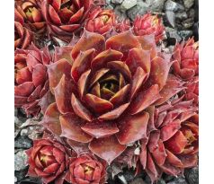 Sempervivum RUPILOMUM