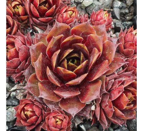 Sempervivum RUPILOMUM