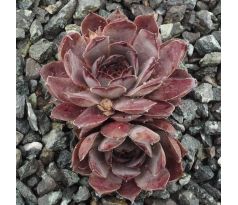 Sempervivum VIRGIL