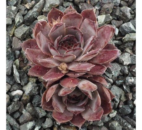 Sempervivum VIRGIL