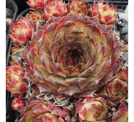 Sempervivum MAYA