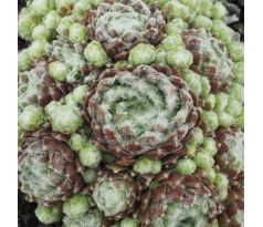 Sempervivum HAVENDIJKS BEAR